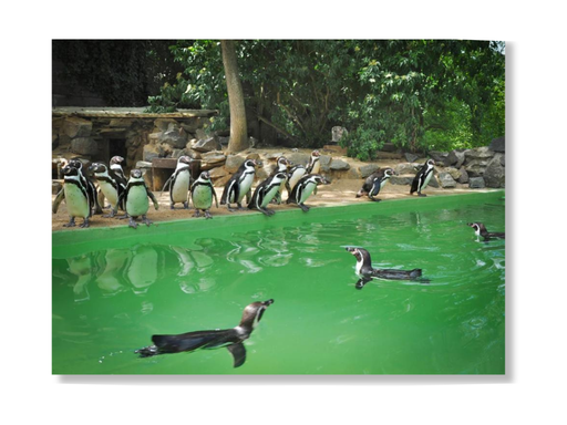 Eine Gruppe Pinguine versammelt sich an einem grünlichen Teich, während andere in der Nähe schwimmen, umgeben von Bäumen und Felsen – ideal für ein unvergessliches Pinguin-Erlebnis mit der Erlebnis-Box „Zoo Schön“ mit Pinguin.