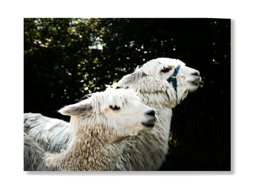 Erlebnis-Box „Alpakazeit“