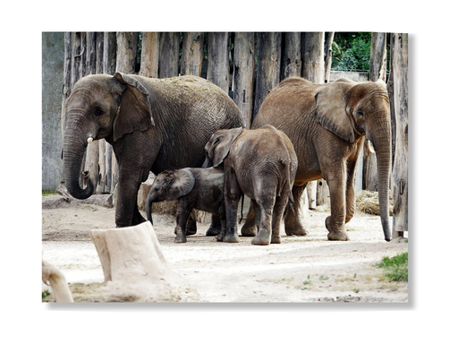 Die Erlebnis-Box „Zoo Schön“ mit Elefant zeigt drei Elefanten, darunter ein Kalb zwischen zwei erwachsenen Tieren, die auf sandigem Boden vor einem Holzzaun stehen. Sonnenlicht wirft weiche Schatten, im Vordergrund ein Baumstumpf.