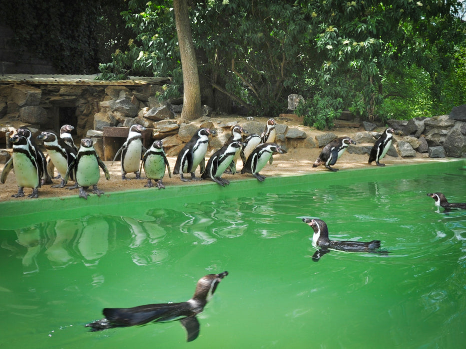 Pinguine hautnah erleben Dieses exklusive Abenteuer entführt Sie in Begleitung durch erfahrenes Zoopersonal hinter die Kulissen des halleschen Zoos.  Erfahren Sie, was Sie schon immer über Ihr Lieblingstier wissen wollten, was Ihr Liebling frisst und was das Besondere an ihm ist.