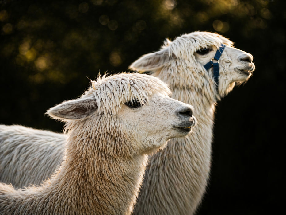 “Alpaca Time” experience box