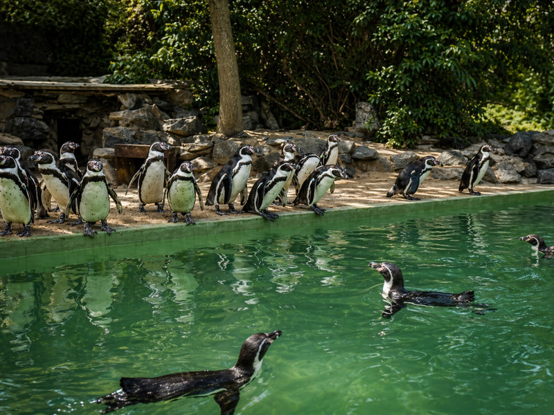 Adventure box "Zoo Schön" with penguin