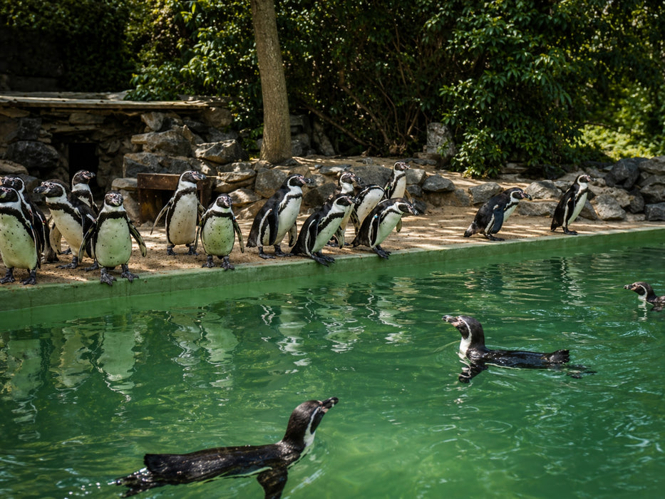 Adventure box "Zoo Schön" with penguin