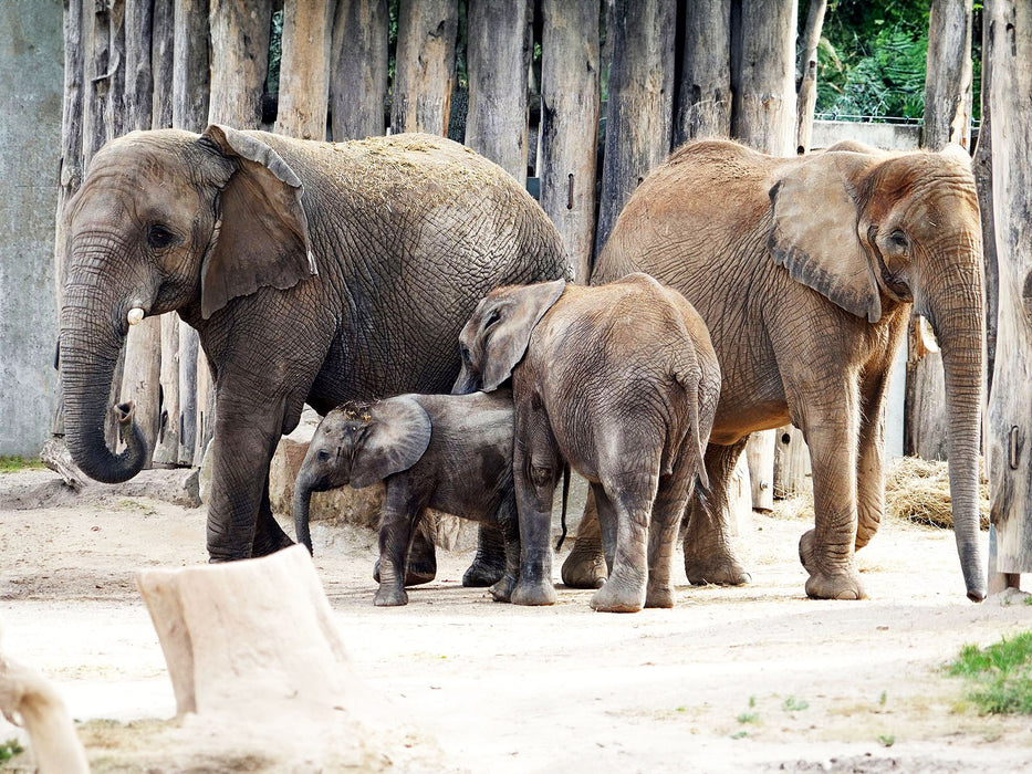 Elefanten hautnah erleben Dieses exklusive Abenteuer entführt Sie in Begleitung durch erfahrenes Zoopersonal hinter die Kulissen des halleschen Zoos.  Erfahren Sie, was Sie schon immer über Ihr Lieblingstier wissen wollten, was Ihr Liebling frisst und was das Besondere an ihm ist.